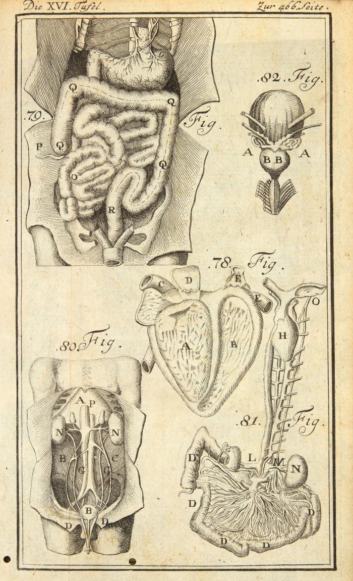 Gottsched, Johann Christoph: Erste Gründe der gesammten Weltweisheit, darinn alle philosophische Wissenschaften, in ihrer natütlichen Verknüpfung, in zweyen Theilen abgehandelt werden. 6. verm. und verb. Aufl. 2 Teile in 1 Band.