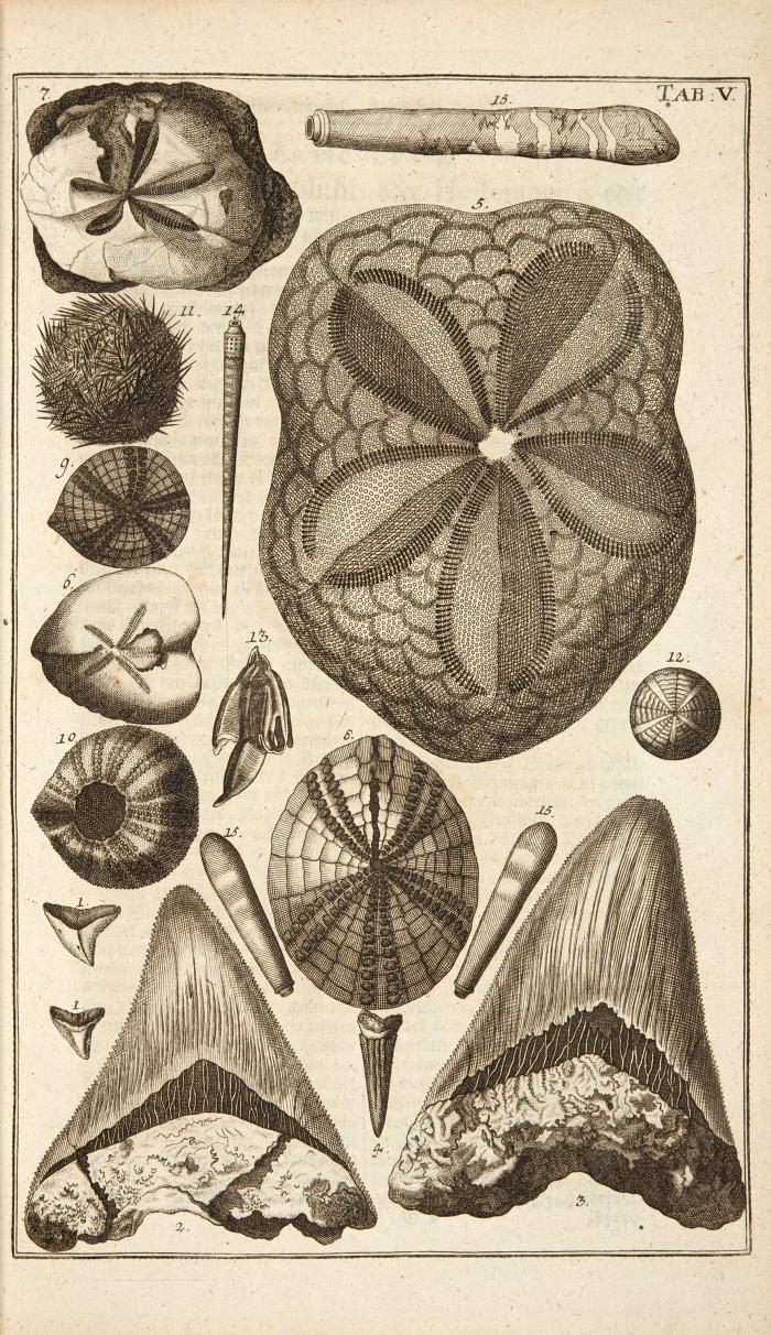 Kundmann, Johann Christian: Rariora naturae & artis item in re medica oder Seltenheiten der Natur und Kunst des Kundmannischen Naturalien-Cabinets, wie auch in der Artzney-Wissenschafft .