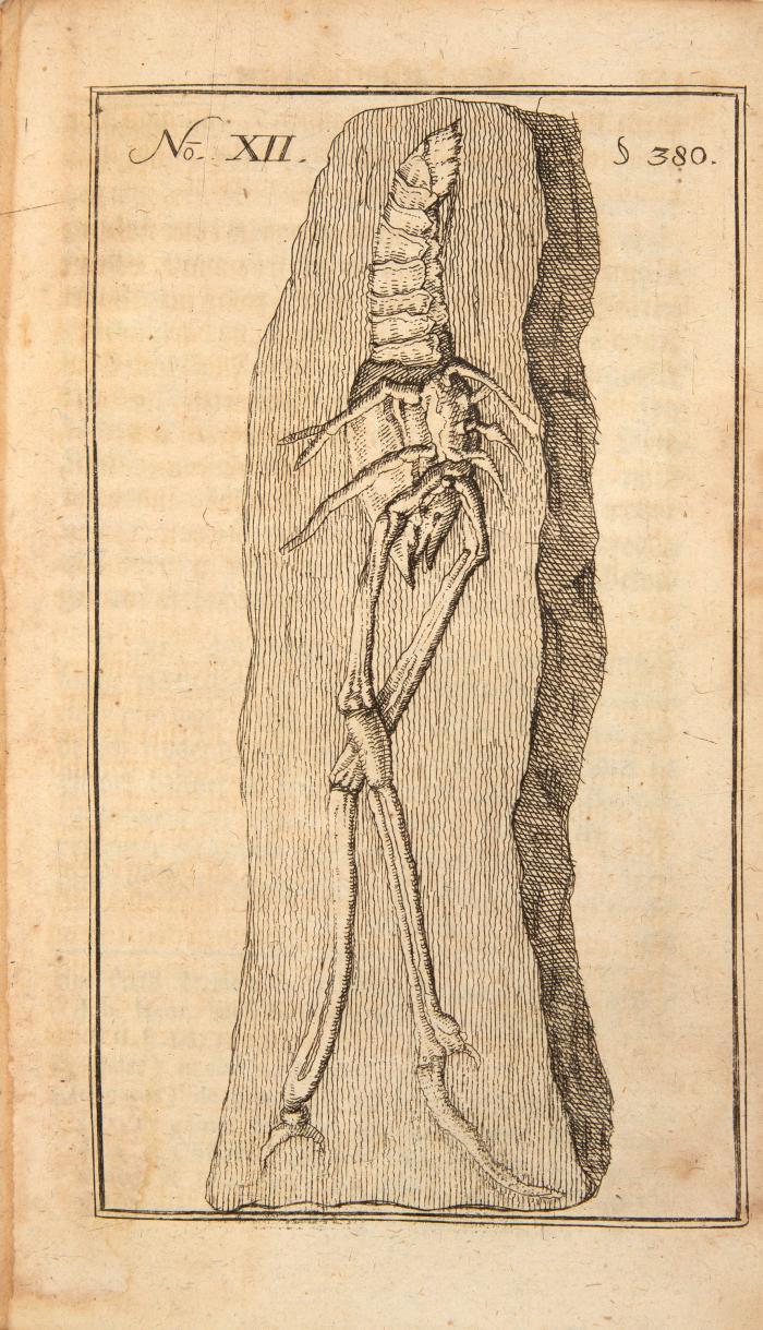 Lesser, Friedrich Christian: Lithotheologie, Das ist: Natürliche Historie und geistliche Betrachtung derer Steine, Also abgefaßt, dass daraus die Allmacht, Weißheit, Güte und Gerechtigkeit des grossen Schöpffers gezeuget wird.