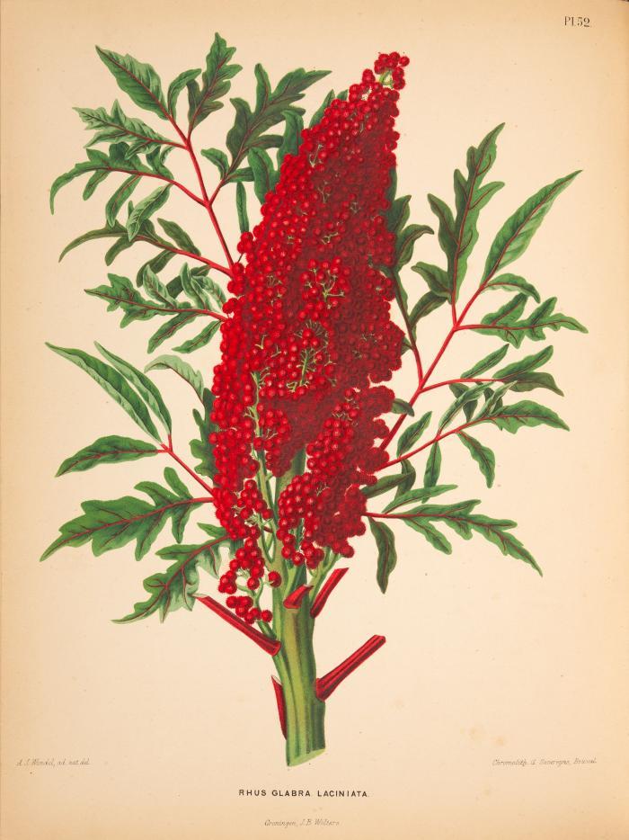 (Ottolander, K. J. W. / Koster, A. / Vos, C. de): Nederlandsche Flora en Pomona, beschreven en uitgeven door het bestuur der Pomologische Vereenigung te Boskoop.