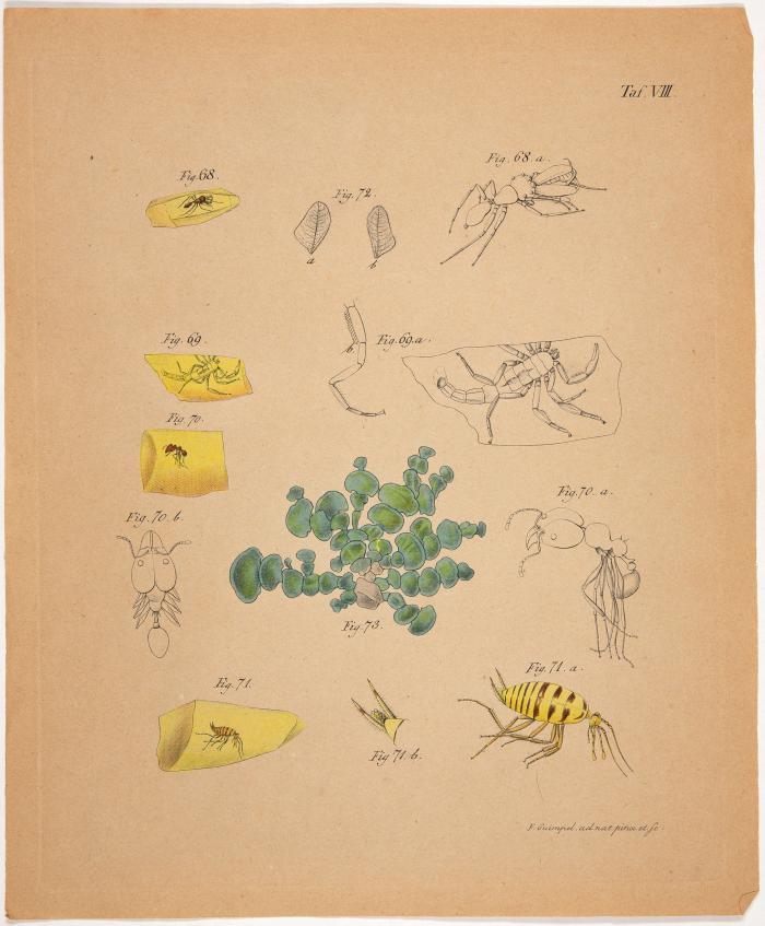 Beobachtungen auf naturhistorischen Reisen. Anatomisch-physiologische Untersuchungen über Corallen; nebst einem Anhange, Bemerkungen über den Bernstein enthaltend.