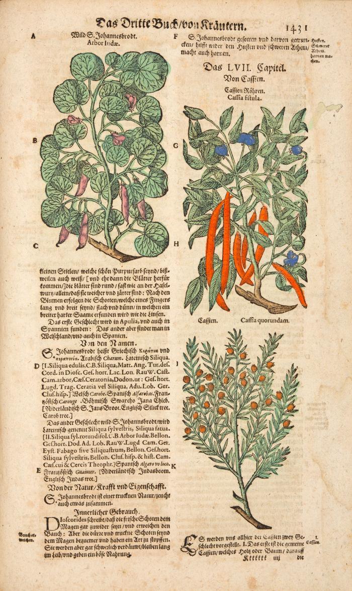 New vollkommen Kräuter-Buch, darinnen uber 3000 Kräuter, mit schönen und kunstlichen Figuren ... beschrieben. Vormahls durch D. Casparum Bauhinum ... gebesseret. Jetzt widerumb auffs newe übersehen ... und ... vermehret durch Hieronymum Bauhinum.