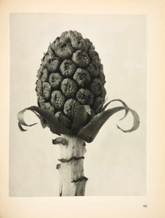 KARL BLOSSFELDT
Urformen der Kunst. Photographische Pflanzenbilder. Hrsg. mit einer Einleitung von Karl Nierendorf.