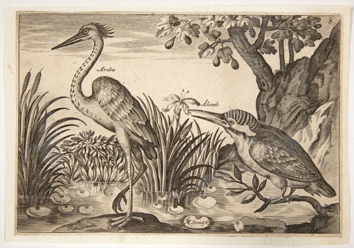 Die Folge der Vögel