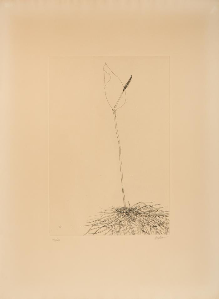 Calla Lily