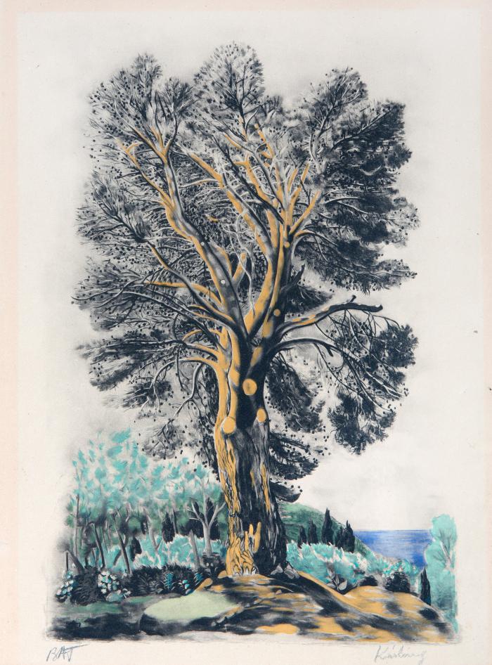 The Pine