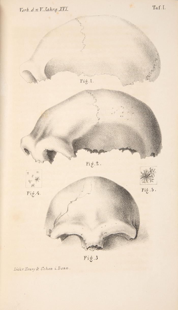Menschliche Ueberreste aus einer Felsengrotte des Düsselthals. Ein Beitrag zur Frage über die Existenz fossiler Menschen. In: Weber, Carl Otto (Hrsg.), Verhandlungen des naturhistorischen Vereines der preussischen Rheinlande und Westphalens.