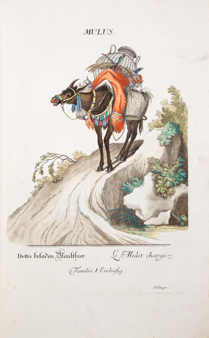 Das in seiner grossen Mannigfaltigkeit und in seinen schönen Farben nach Original-Zeichnungen geschilderte Thier-Reich. 2 Tle. in 1 Bd. (Augsburg: Joh. Jacob und Martin Elias Ridinger 1768).