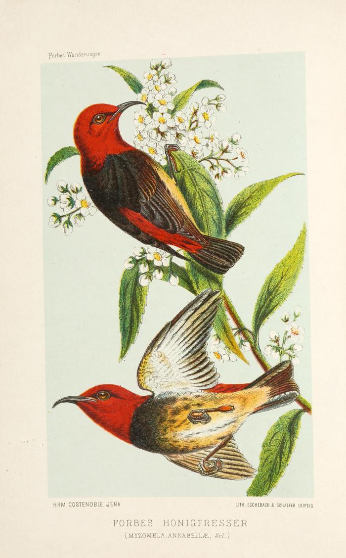 Wanderungen eines Naturforschers im Malayischen Archipel von 1878 bis 1883. Aus dem Englischen von Reinhold Teuscher. 2 Bde. in 1 Bd.