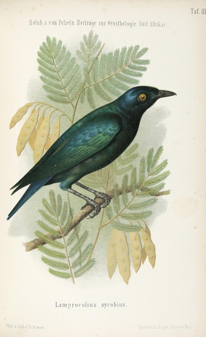 Beiträge zur Ornithologie Südafrikas.