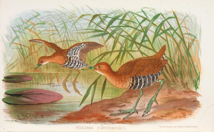 Hume, Allan Octavian: The Game Birds of India, Burmah, and Ceylon. 3 Bde.