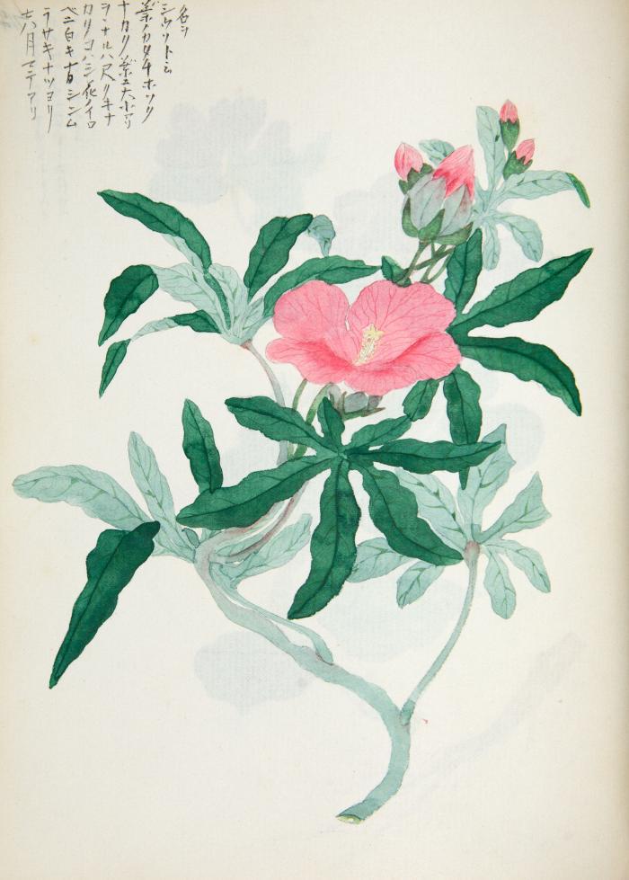 Japan. - Flora et Fauna du Japon. (Rücktitel).