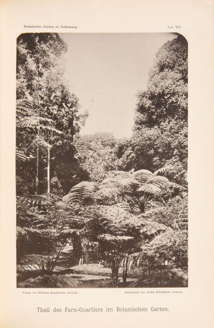 Java. - Der Botanische Garten „'s Lands plantentuin
