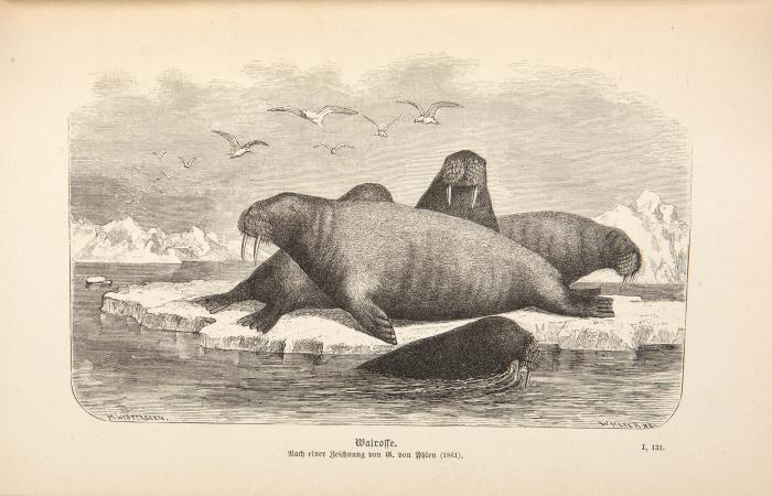 Nordenskiöld, Adolf Erik Frhr. von: Die Umsegelung Asiens und Europas auf der Vega. Mit einem historischen Rückblick auf frühere Reisen längs der Nordküste der Alten Welt. Autorisierte deutsche Ausgabe. 2 Bde.