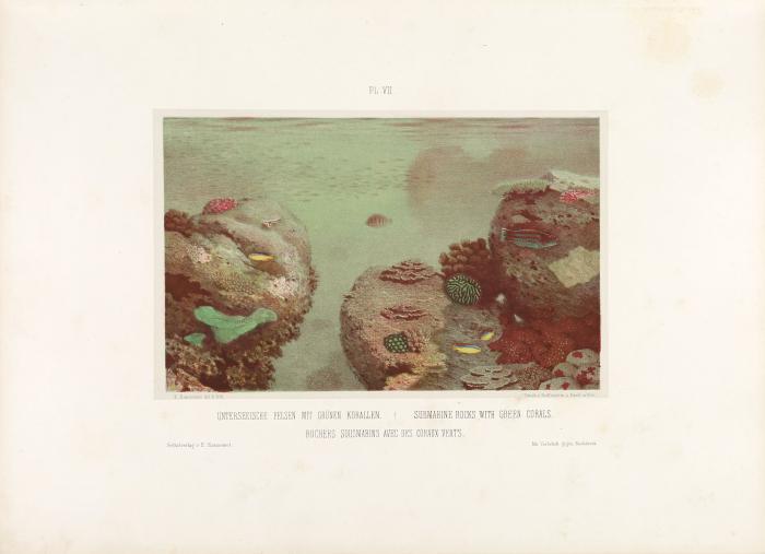 Sketches of the Inhabitants, Animal Life and Vegetation in the Lowlands and High Mountains of Ceylon , as well as of the Submarine Scenery near the Coast, taken in a Diving Bell.