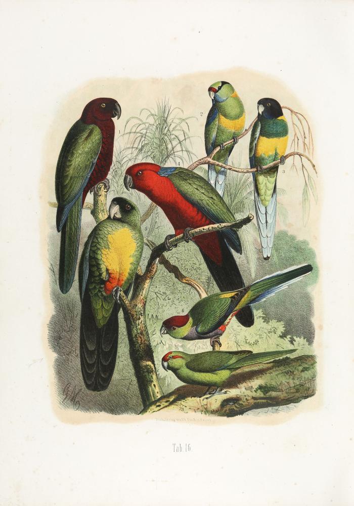 Vogelbilder aus fernen Zonen. Abbildungen und Beschreibungen der Papageien.
