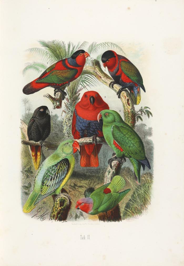 Vogelbilder aus fernen Zonen. Abbildungen und Beschreibungen der Papageien.