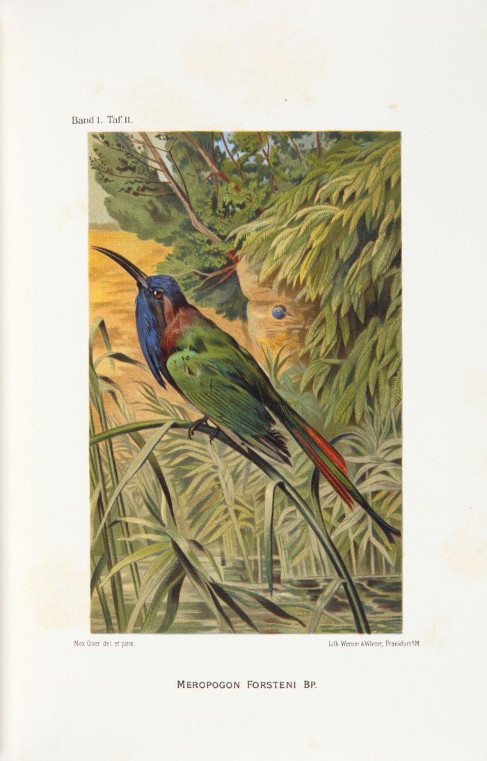 Sarasin, Paul und Fritz: Reisen in Celebes. Ausgeführt in den Jahren 1893-1896 und 1902-1903. 2 Bde.