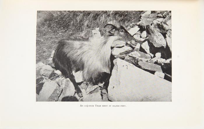 Big Game Hunting in the Himalayas and Tibet.