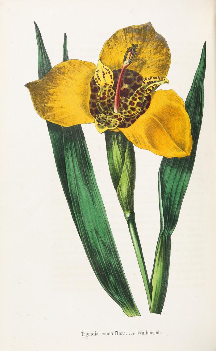 Annales de la Société royale d'agriculture et de botanique de Gand, journal d'horticulture et des sciences accessoires, rédigé par C. Morren. 5 Bde.