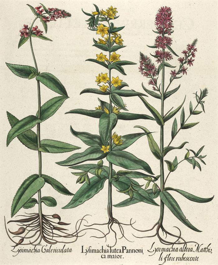 Basilius Besler. – Einzelblatt aus Hortus Eystettensis, 1613: I. Lysimachia lutea Pannonica maior / II. Lysimachia altera Matthioli flore rubescente / III. Lysimachia Galericulata.