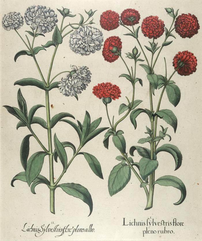 Basilius Besler. – Einzelblatt aus Hortus Eystettensis, 1613: I. Lichnis sylvestris flore pleno rubro / II. Lichnis Sylvestris flore pleno albo.