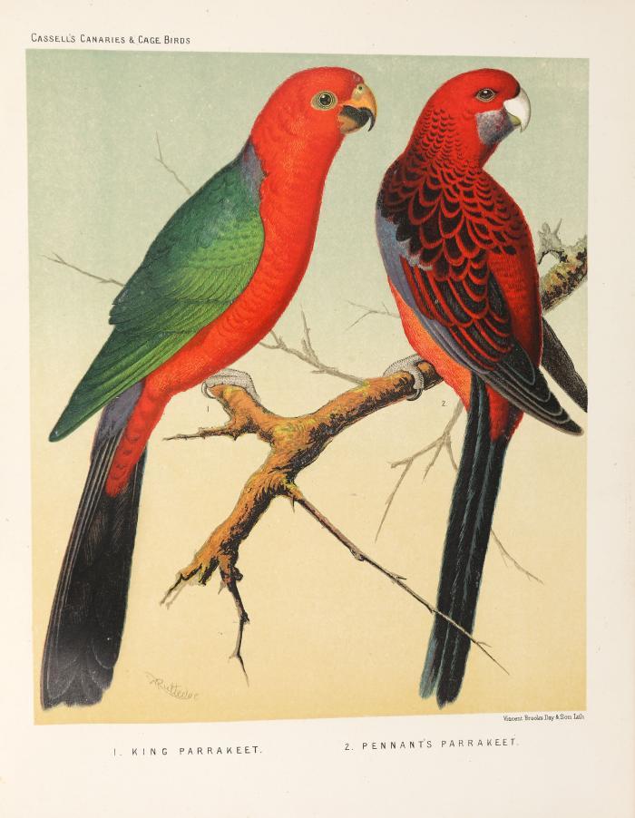 Blakston, W.A./ August F. Wiener/ Walter Swaysland: The illustrated book of Canaries and Cage-Birds, british and foreign.