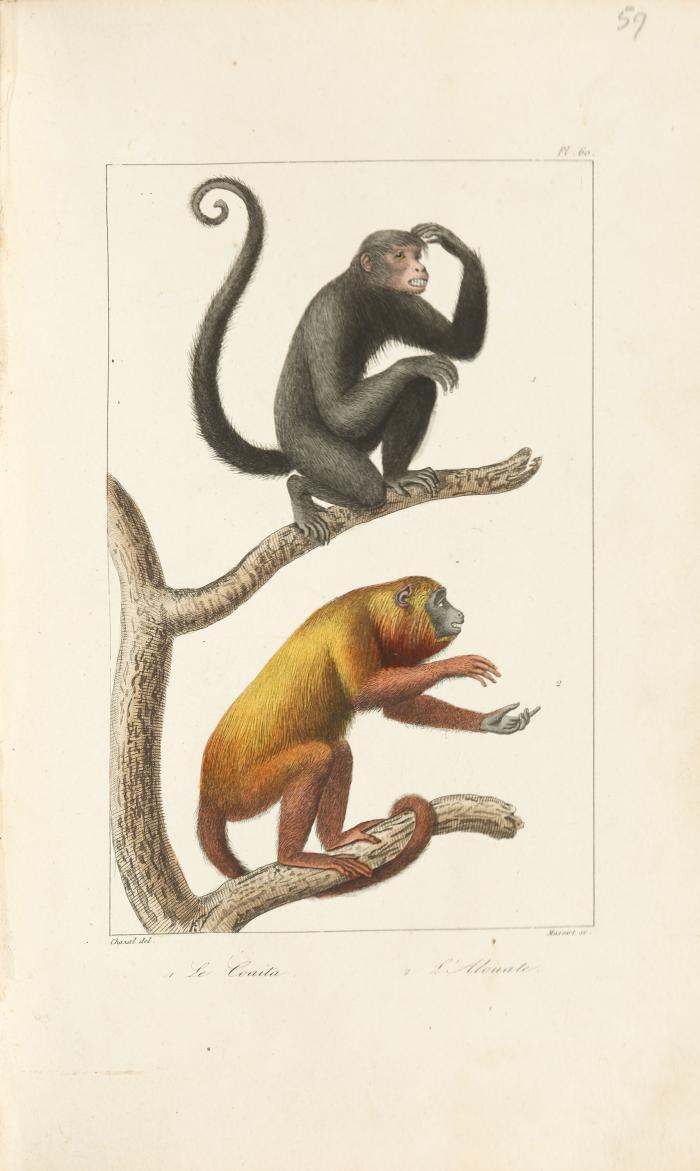 Histoire naturelle / Histoire Oiseaux. Nur Tafelband.
