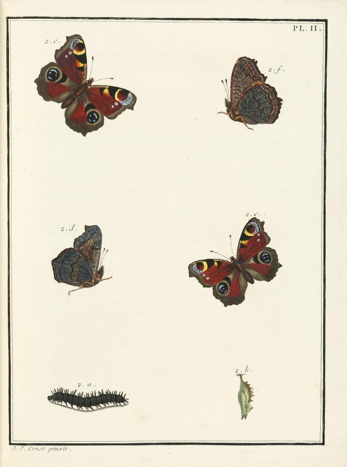 Insectes d'Europe, peints d'apres nature. Bd. I (von 8). Paris: Ernst, de Laguette, Bazan et Poignant (1779).