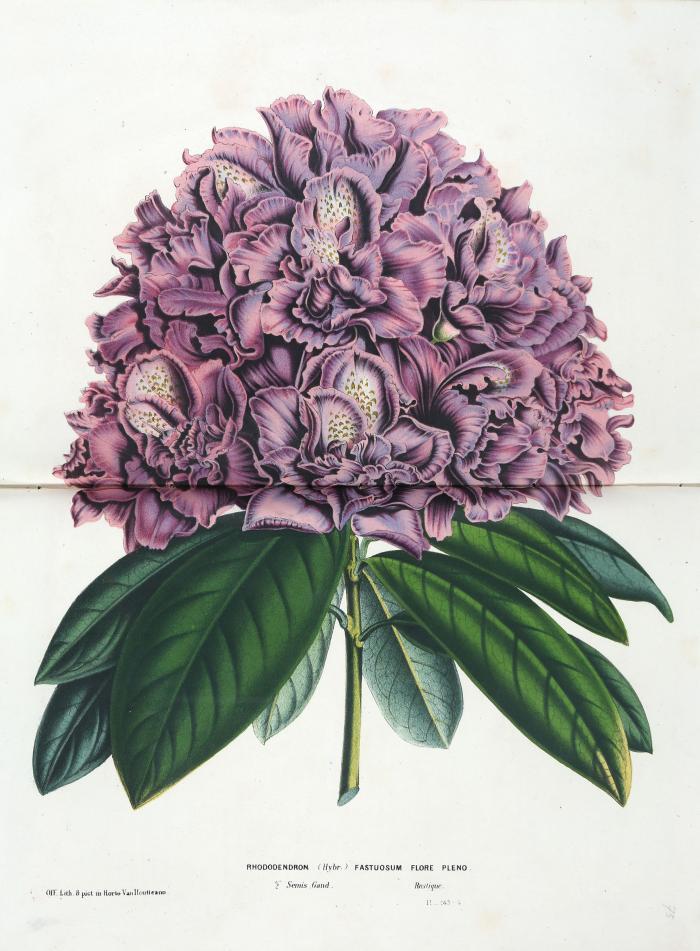 Flore des serres et des jardins de l'Europe, ou descriptions et figures des plantes les plus rares et les plus méritantes, nouvellement introduites sur le continent ou en Angleterre... Ed. par. L. B. van Houtte, Ch. Lemaire, Scheidweiler u.a. (Untertitel ab Band 11 Journal général d'horticulture, ab Band 16  Annales générales d'horticulture. 23 Bde.