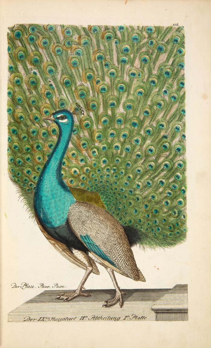 Vorstellung der Vögel in Teutschland, und beyläuffig auch einiger fremden, mit ihren natürlichen Farben. 2 Bde. Berlin: Selbstverlag („bey des Auctoris Sohn“; ab Klasse 5 zusätzlich F. H. Frisch; Klasse 4 bei C. L. Kunst; Klasse 12 bei F. W. Birnstiel) (1733-) 1763.