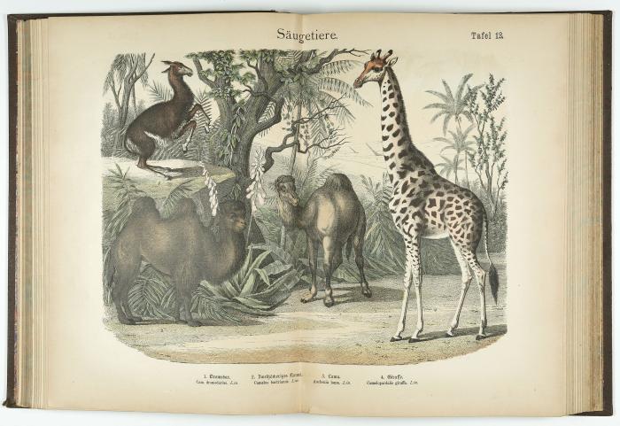 Naturgeschichte des  Tierreichs. Großer Bilderatlas mit Text für Schule und Haus.