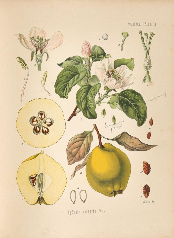 Medizinal-Pflanzen in naturgetreuen Abbildungen mit kurz erläuterndem Texte. Hrsg. von G. Papst. Atlas. Bde. I-II (v. 3). Gera Untermhaus: Fr. Eugen Köhler o. J. (1883-1887).