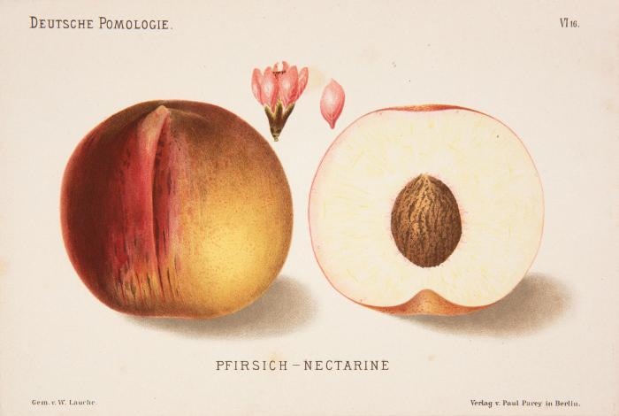 Lauche, Wilhelm (Hrsg.): Deutsche Pomologie. Abteilungen II-VII (von 9). 3 Bände (von 6).