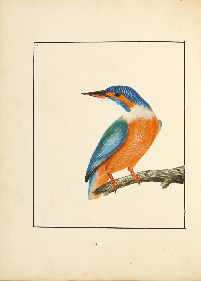 The birds of Great Britain, with their eggs, accurately figured. Bde. I-IV und VII (von 7) in 3 Bdn.