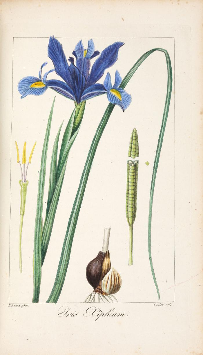 Herbier Général de l'amateur, contenant la description, l'histoire, les propriétés et la culture des végétaux utiles et agréables ... Bd. I und II (von 8). Paris: Audot 1816-17.