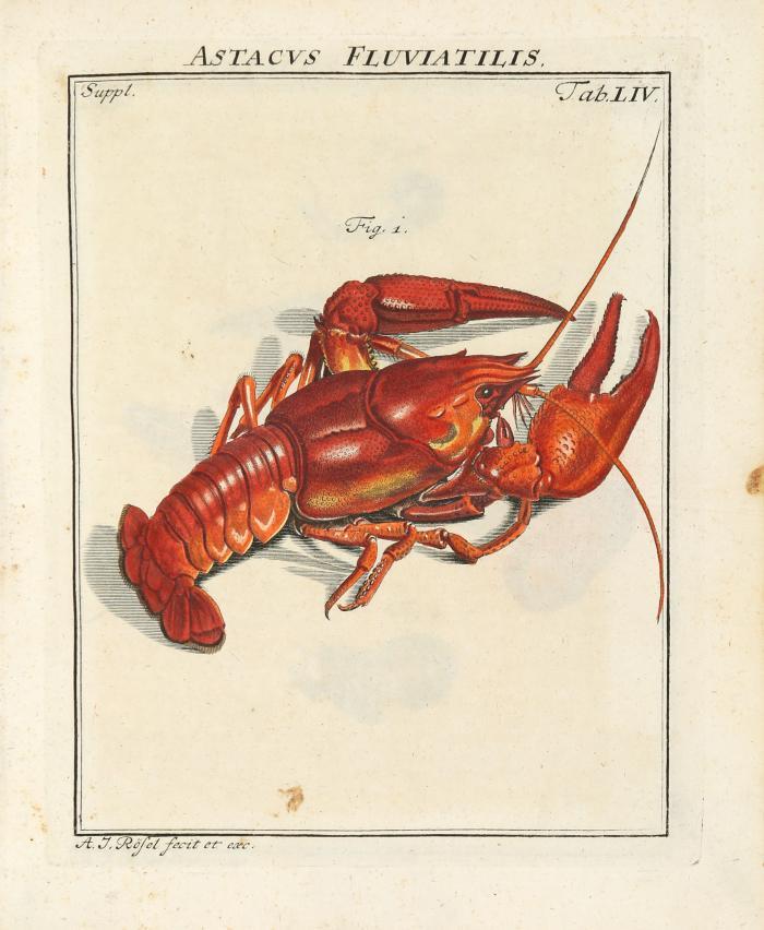 Rösel von Rosenhof, August Johann: Der monatlich herausgegebenen Insectenbelustigung Erster (- Vierter) Theil. 4 Bde in 5./ Dazu Nachtragsband von Christian Friedrich Kleemann: Beyträge zur Natur= und Insecten=Geschichte. Erster Theil. - Zus. 6 Bde.