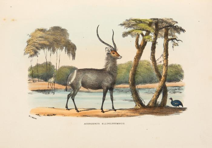 Cornwallis Harris, William: The wild sports of southern Africa; being the narrative of a hunting expedition from the Cape of Good Hope, through the territories of the chief Moselekatse to the tropic of Capricorn. Fifth edition.