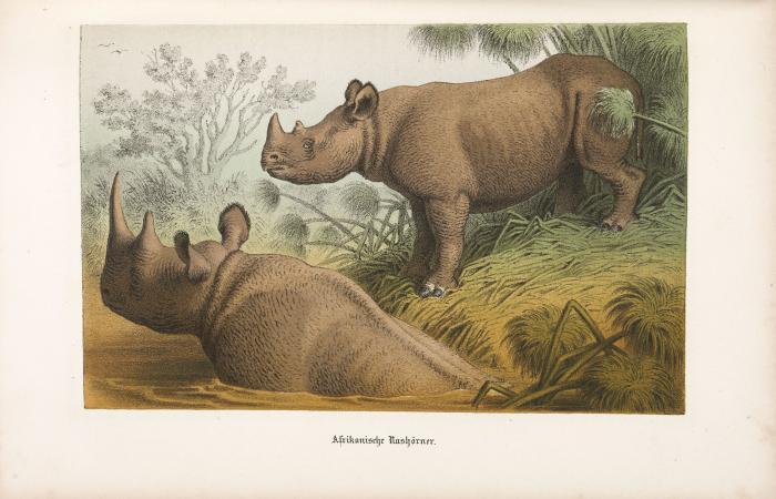 Reisen in Ost-Afrika in den Jahren 1859 bis 1861 / 1862 bis 1865. Bearbeitet von Otto Kersten ... mit einem Vorworte von A. Petermann. Bde. I-IV in 6 Bdn.