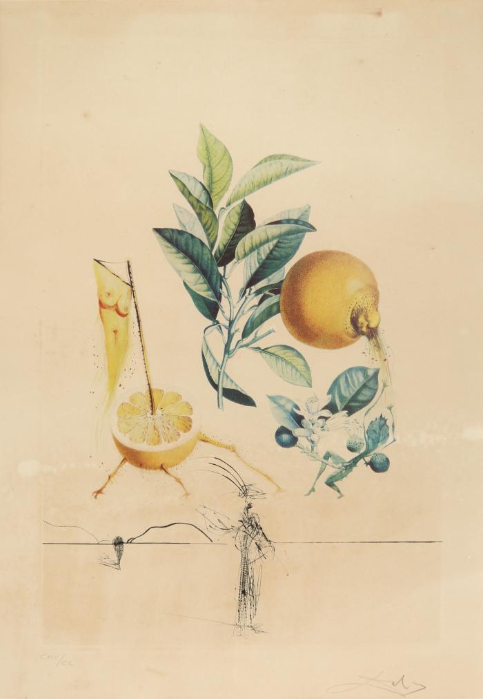 Pamplemousse érotique (aus: Flordali)