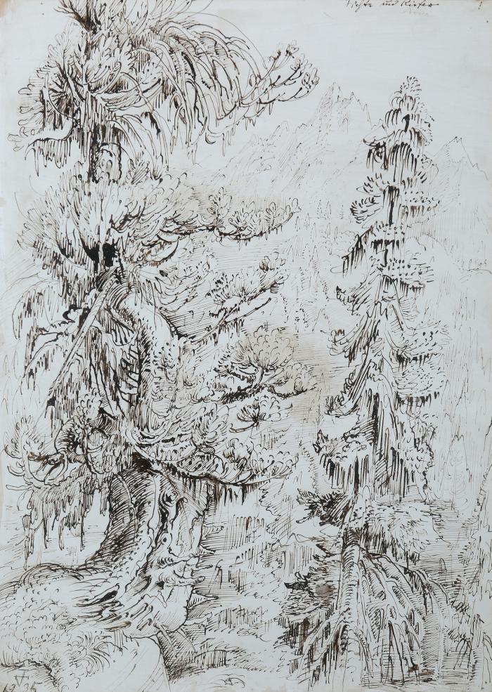 Fichte und Kiefer (Arve)