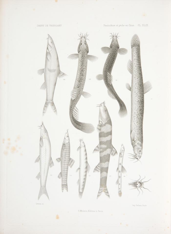 Dabry de Thiersant, Claude-Philibert: La Pisciculture et la Pêche en Chine. Précédé d'une introduction sur la Pisciculture.