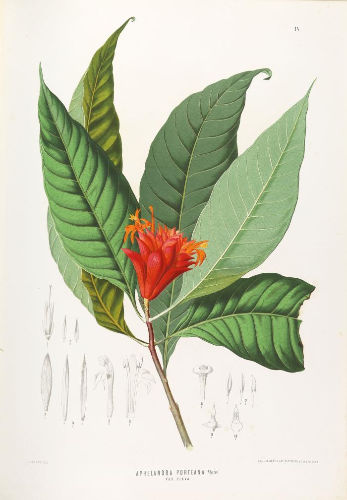 Wawra von Fernsee, Heinrich: Botanische Ergebnisse der Reise seiner Majestät des Kaisers von Mexico Maximilian I. nach Brasilien (1859-60).
