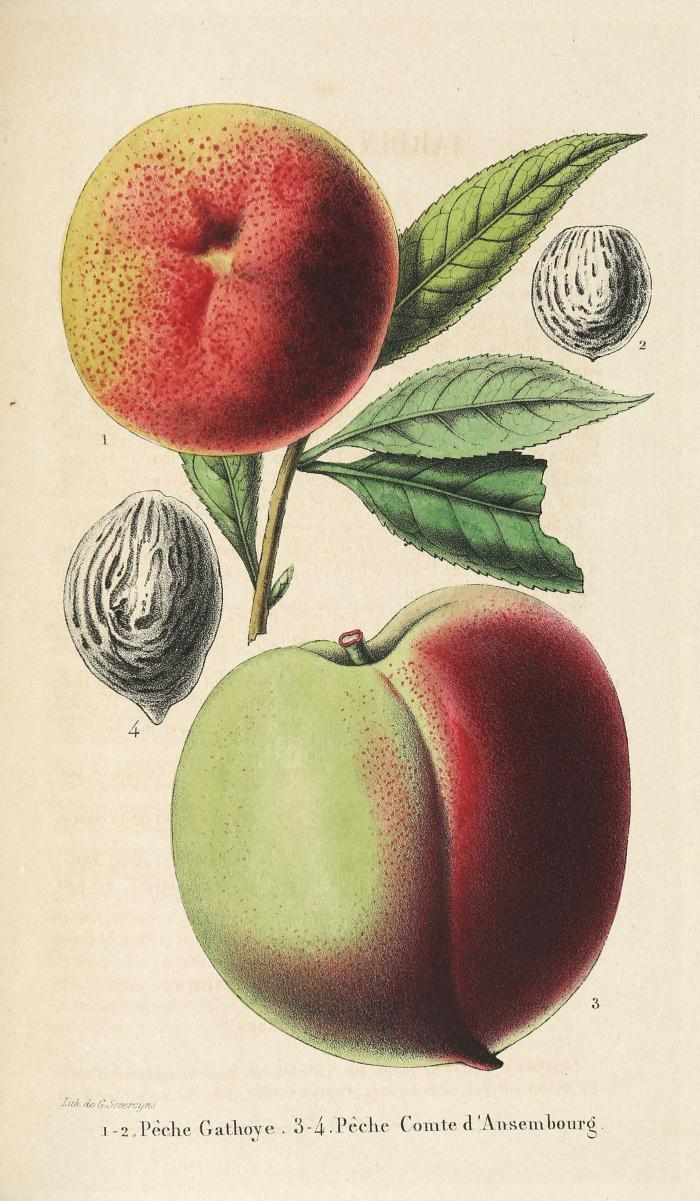 La Belgique Horticole, journal de jardins, des serres et des vergers / Annales d'horticulture belge et etrangere / Annales de botanique et d'horticulture. Hrsg. v. Ch. und E. Morren. 33 Bde. der Reihe (Ohne Bde.18 und 19).