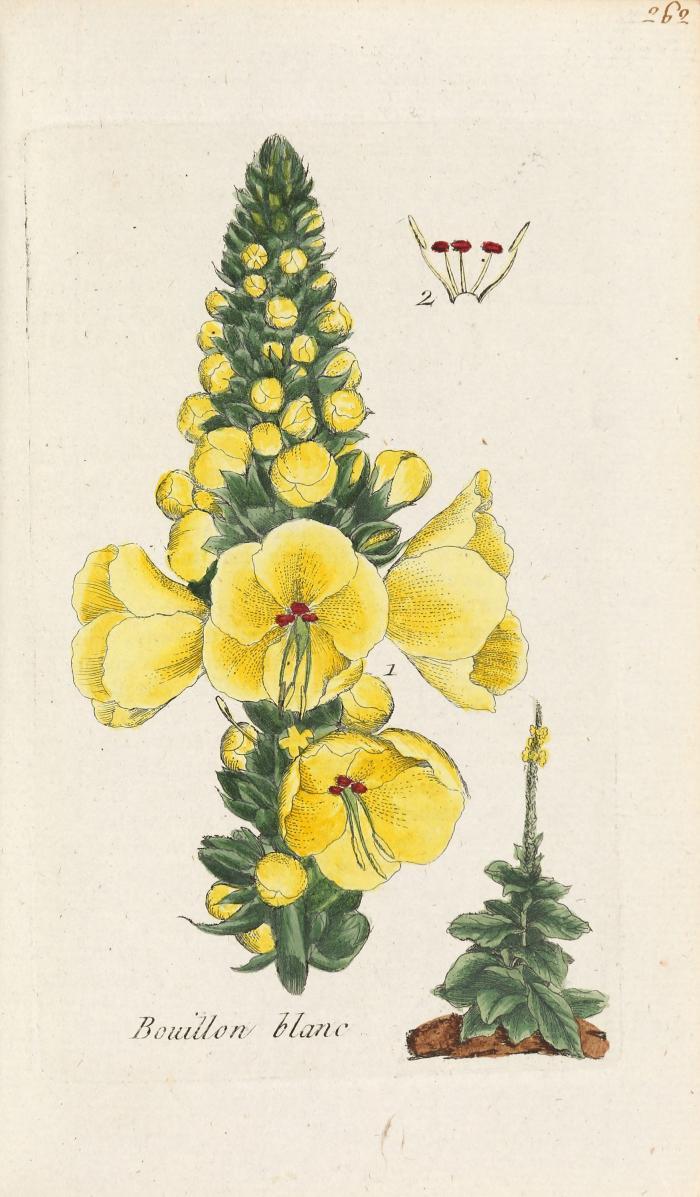 Bulliard, (Pierre): Flora Parisiensis, ou Descriptions et figures des plantes qui croissent aux environs de Paris, avec les différens noms, classes, ordres et genres qui leur conviennent, rangés suivant la méthode sexuelle de M. Linné; leurs parties caractéristiques, ports, propriétés, vertus et doses d’usage en médecine, suivant les démonstrations de botanique qui se sont au Jardin du Roy. 5 Bde. (von 6).