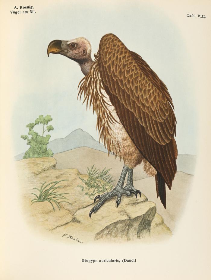 Die Vögel am Nil. Von seiner Mündung bis in das Gebiet seiner Quellflüsse (Weißer Nil) auf Grund eigener Reisen und Beobachtungen in Wort und Bild dargestellt. Bd. II: Die Raubvögel (= alles).